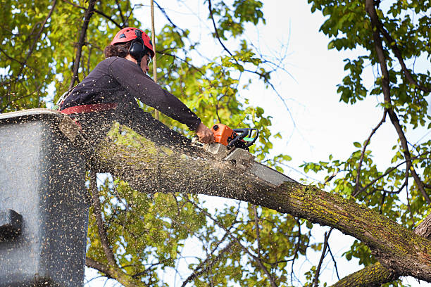 Professional Tree Services in Worcester, MA